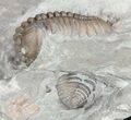 Curled, Flexicalymene Trilobite - Ohio #61007-4